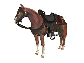 精品动物模型  马 (1)